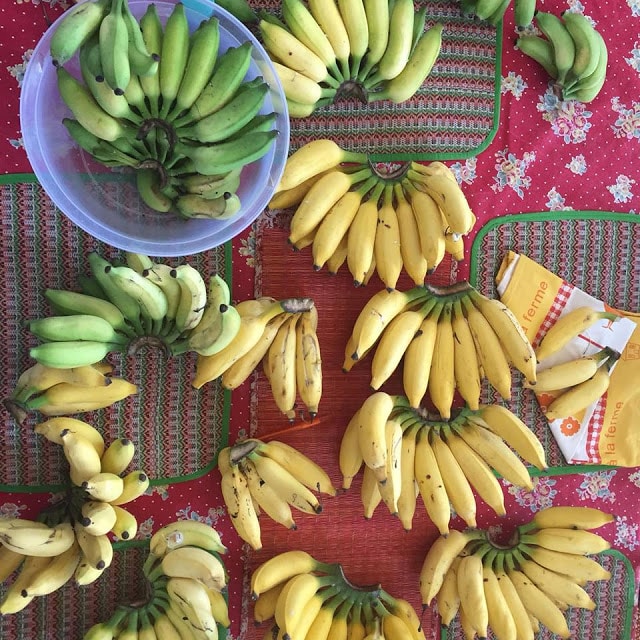 growing bananas