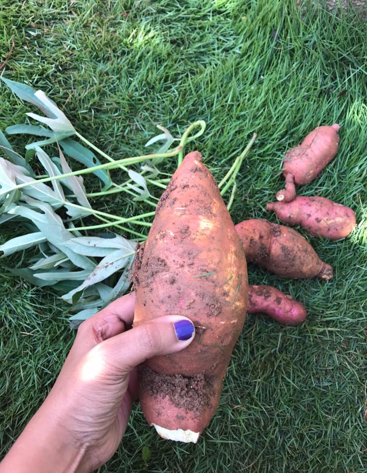 homegrown sweet potato