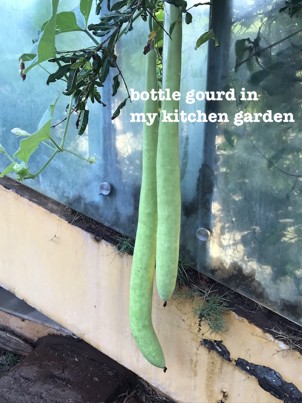 bottle gourd