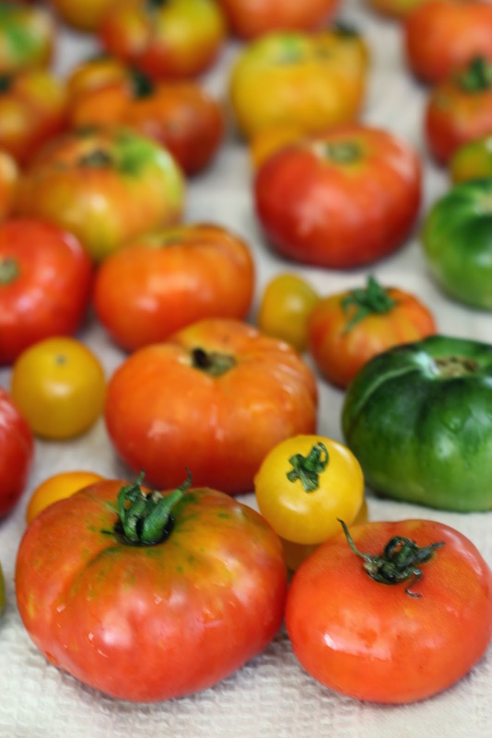 tomatoes gardening