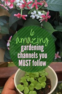 Home Gardening India – 6 brilliant channels for Home and Kitchen Gardeners