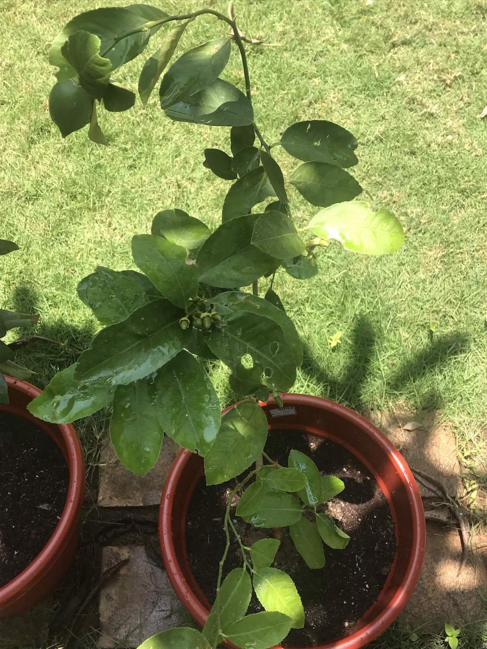 lemon tree in a pot