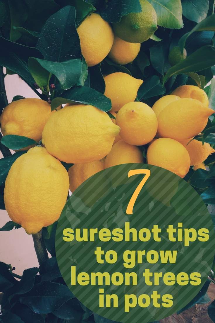 7 tips to successfully grow lemon tree in a pot