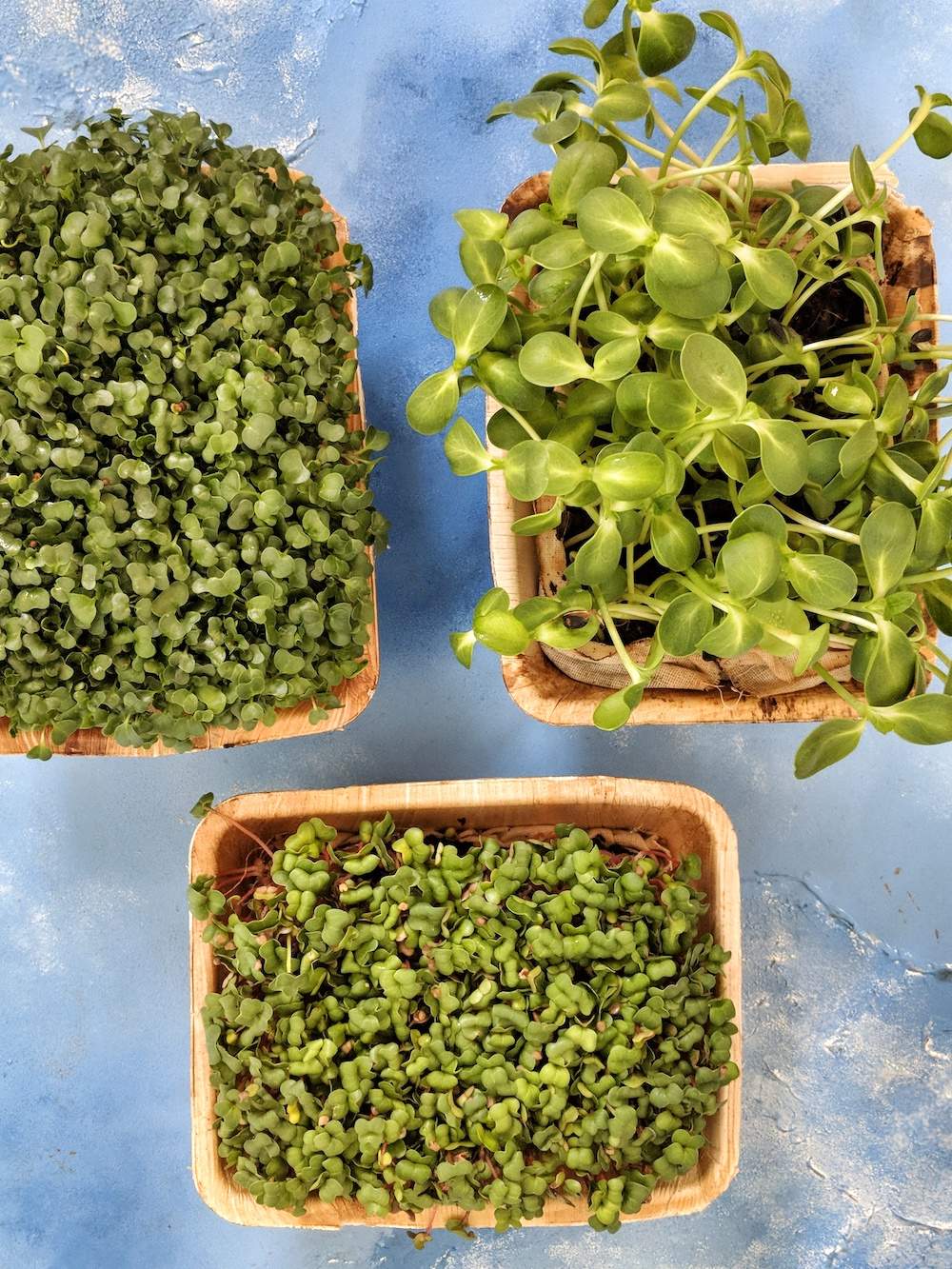 microgreens bangalore