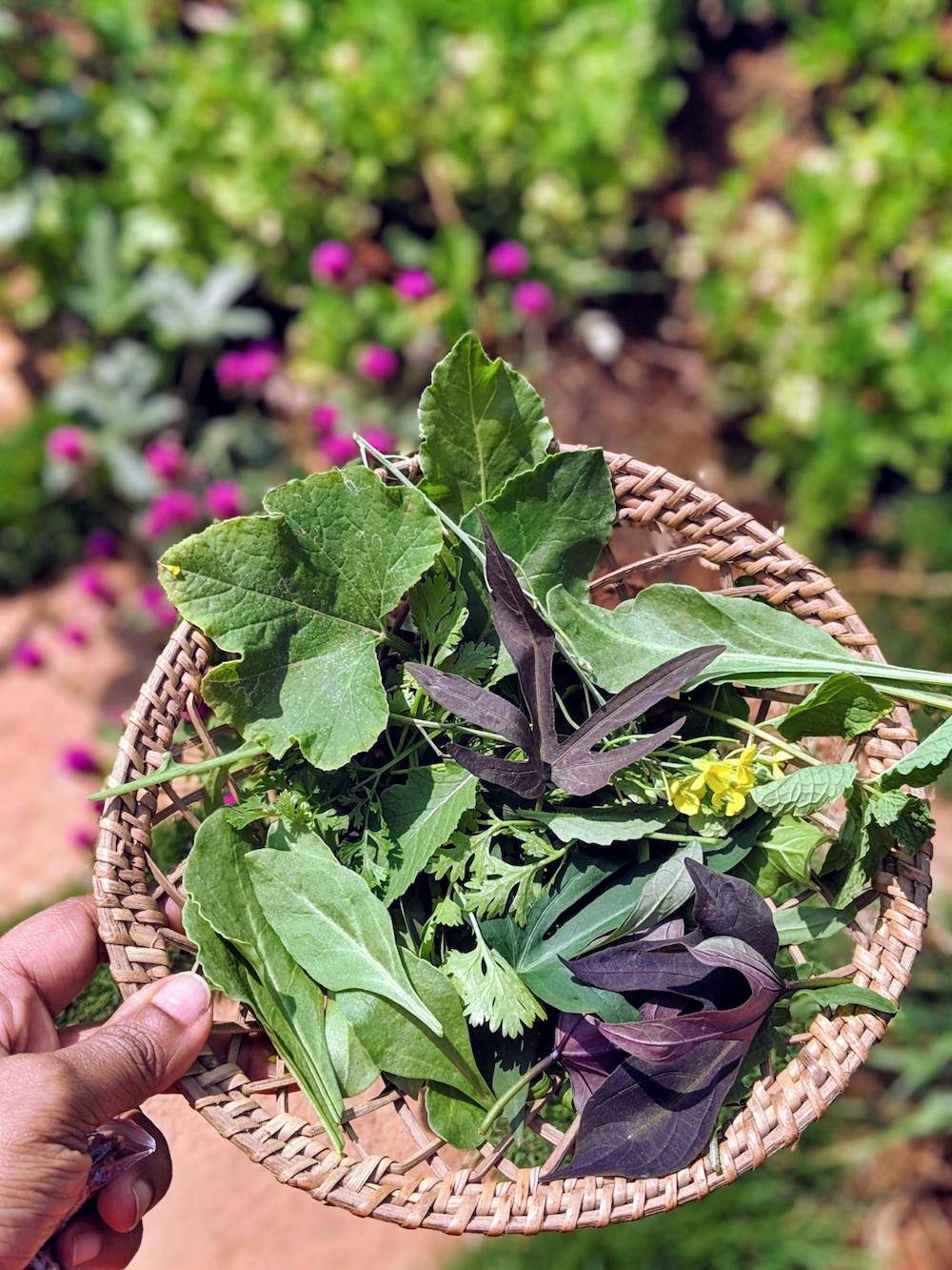 growing-salad-greens